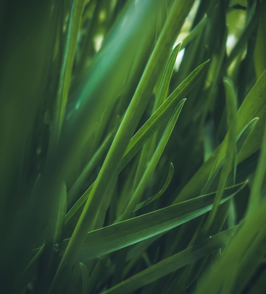 mantenimiento de jardines