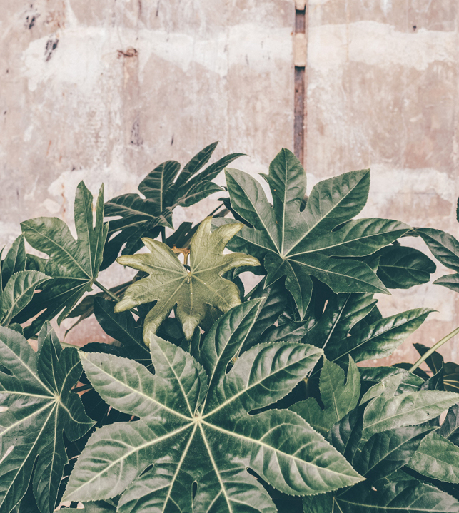 paisajismo en valencia